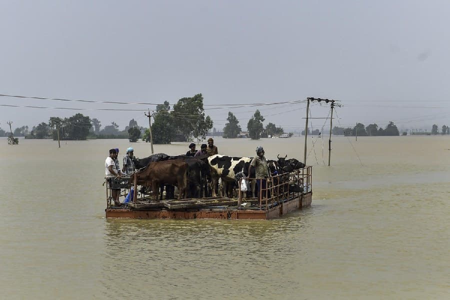 PUNJAB FLOODS : 2 लाख हेक्टेयर से ज़्यादा फसल क्षेत्र क्षतिग्रस्त