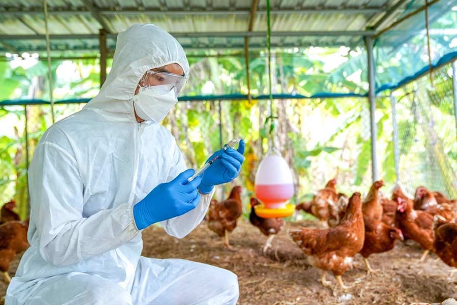 Bird flu का प्रकोप बढ़ा, मिड डे मील से अंडे हटाने के आदेश