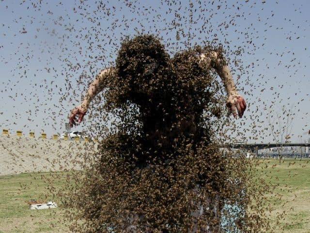 Bee attack : मधुमक्खियों के हमले में 2 लोगों की मौत