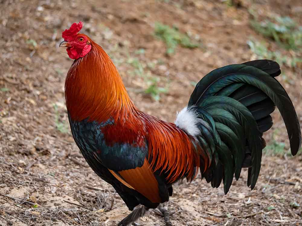 Case against cock : पड़ोसी के मुर्गे के खिलाफ केस दर्ज