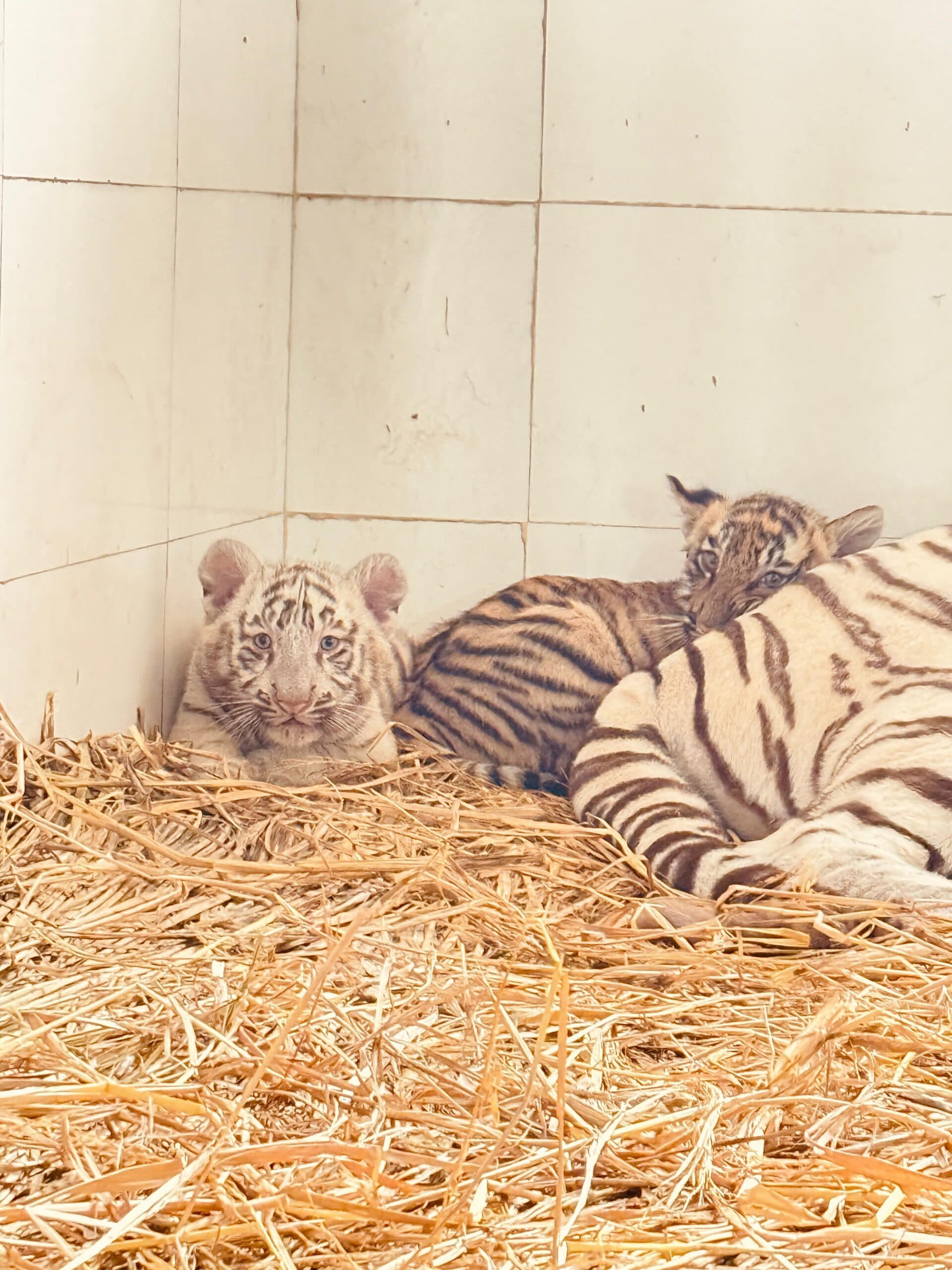 Chhatbir Zoo का हिस्सा बने 02 नन्हे टाइगर ‘अभय’ और ‘आरियन’