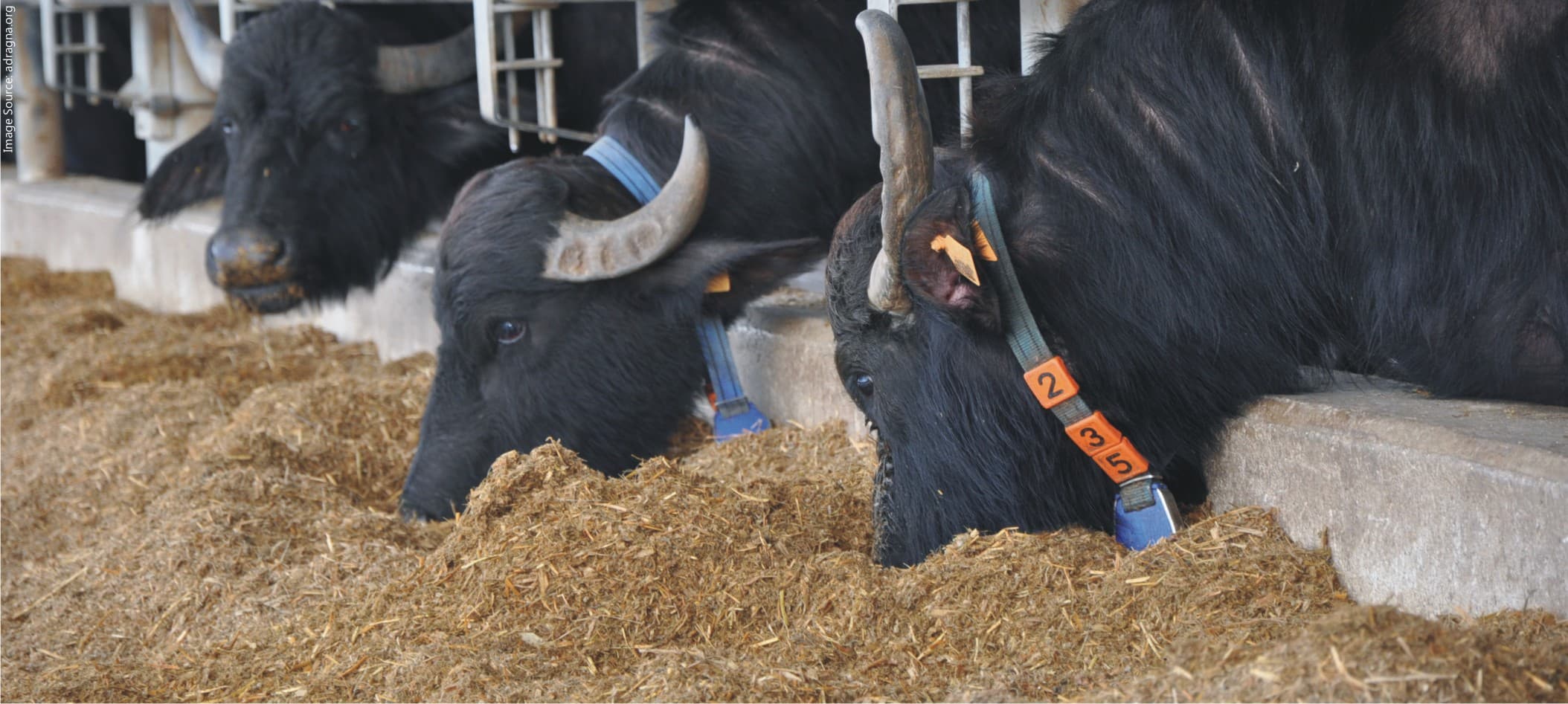 Vaccine for lumpy skin disease Biolumpivaxin टीके को मंजूरी, गाय-भैंसों की जान बच सकेगी