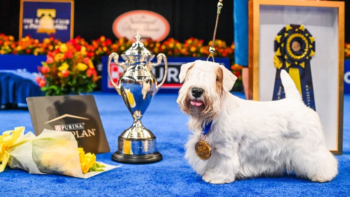 Dog Show : साइंस सिटी द्वारा वार्षिक ऑल ब्रीड डॉग शो 26 जनवरी को