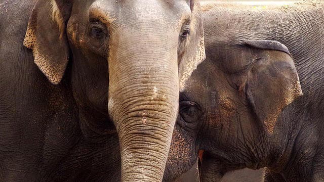 BTR में 10 हाथियों की मौत, 02 अधिकारी निलंबित