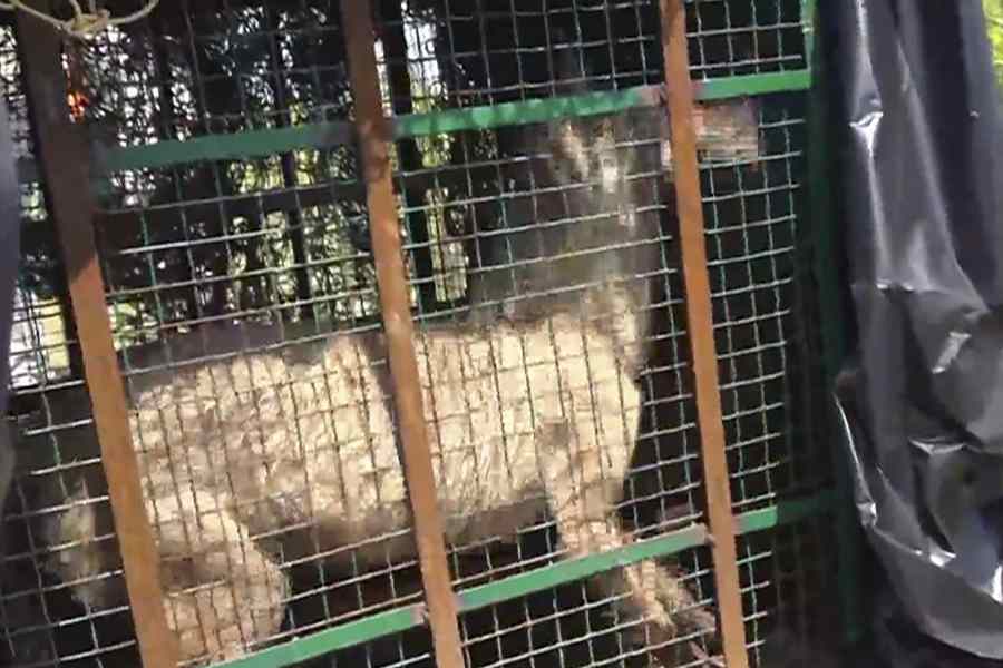 WOLVES IN UP : बच्चों के पेशाब से भेड़िया पकड़ने में लगा विभाग !