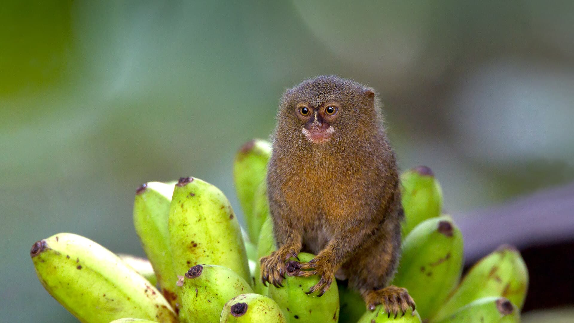 Marmoset monkeys भी एक-दूसरे को बुलाते हैं नाम से