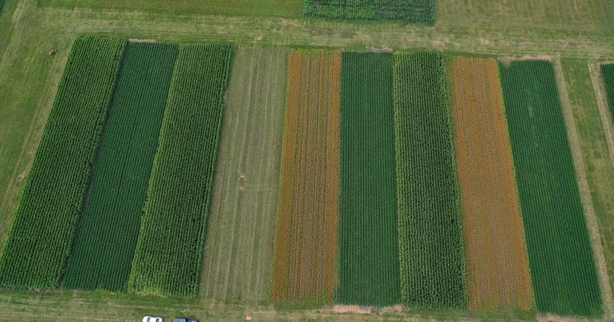 Crop Diversification : फसली विभिन्नता के लिए किसान फलदार पौधे लगाएं