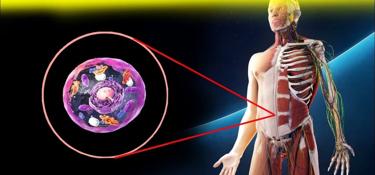 AI TOOLS : मधुमेह, फैटी लीवर जैसी बीमारियां जल्द ढूंढ सकते हैं : स्टडी