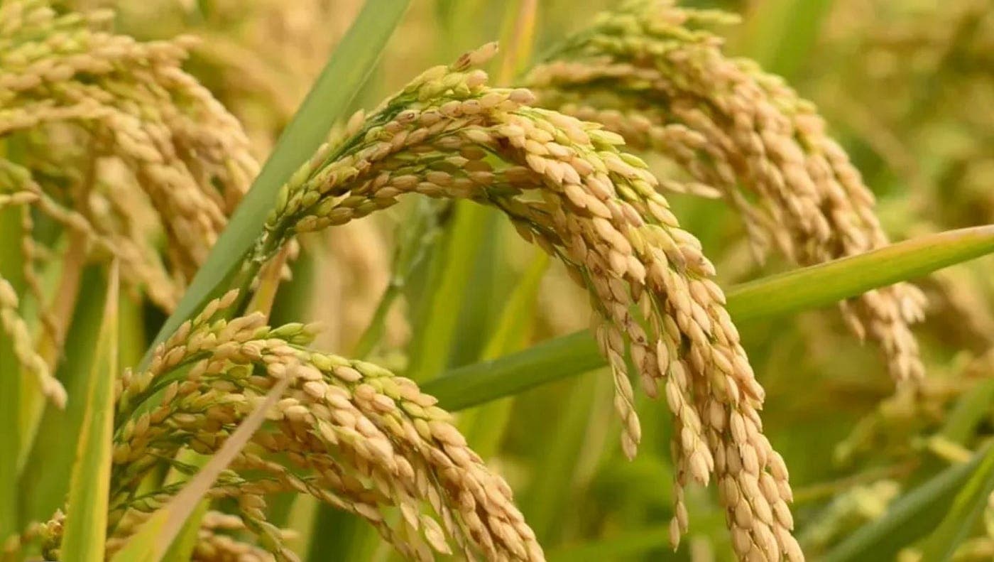 PUNJAB : भूजल बचाने के लिए बासमती की सीधी बिजाई का क्षेत्र 10 लाख हेक्टेयर बढ़ाने का निर्देश