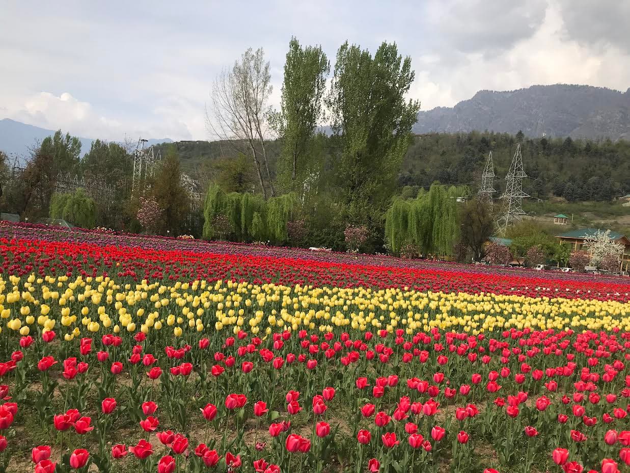 VOCAL FOR LOCAL : कश्मीर है बेहतरीन उदाहरण