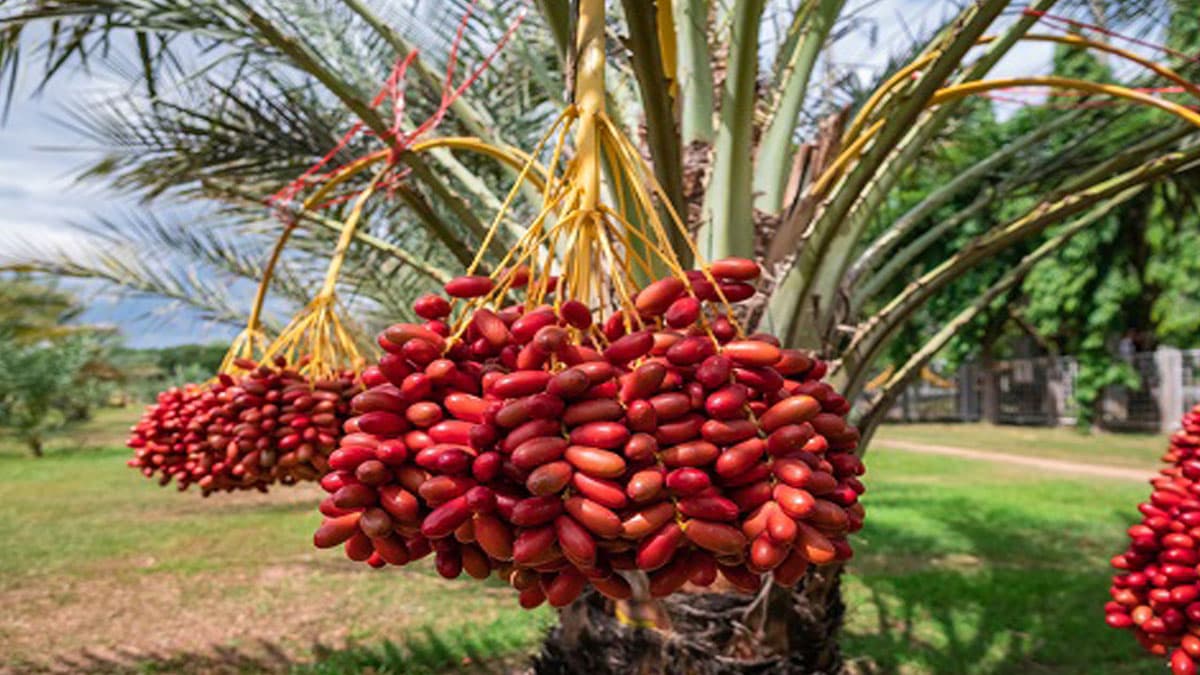 खजूर के इस प्रजाति का सिर्फ एक पेड़ बचा, लोगों को इसे विलुप्त होने से बचाने की ट्रेनिंग देंगे