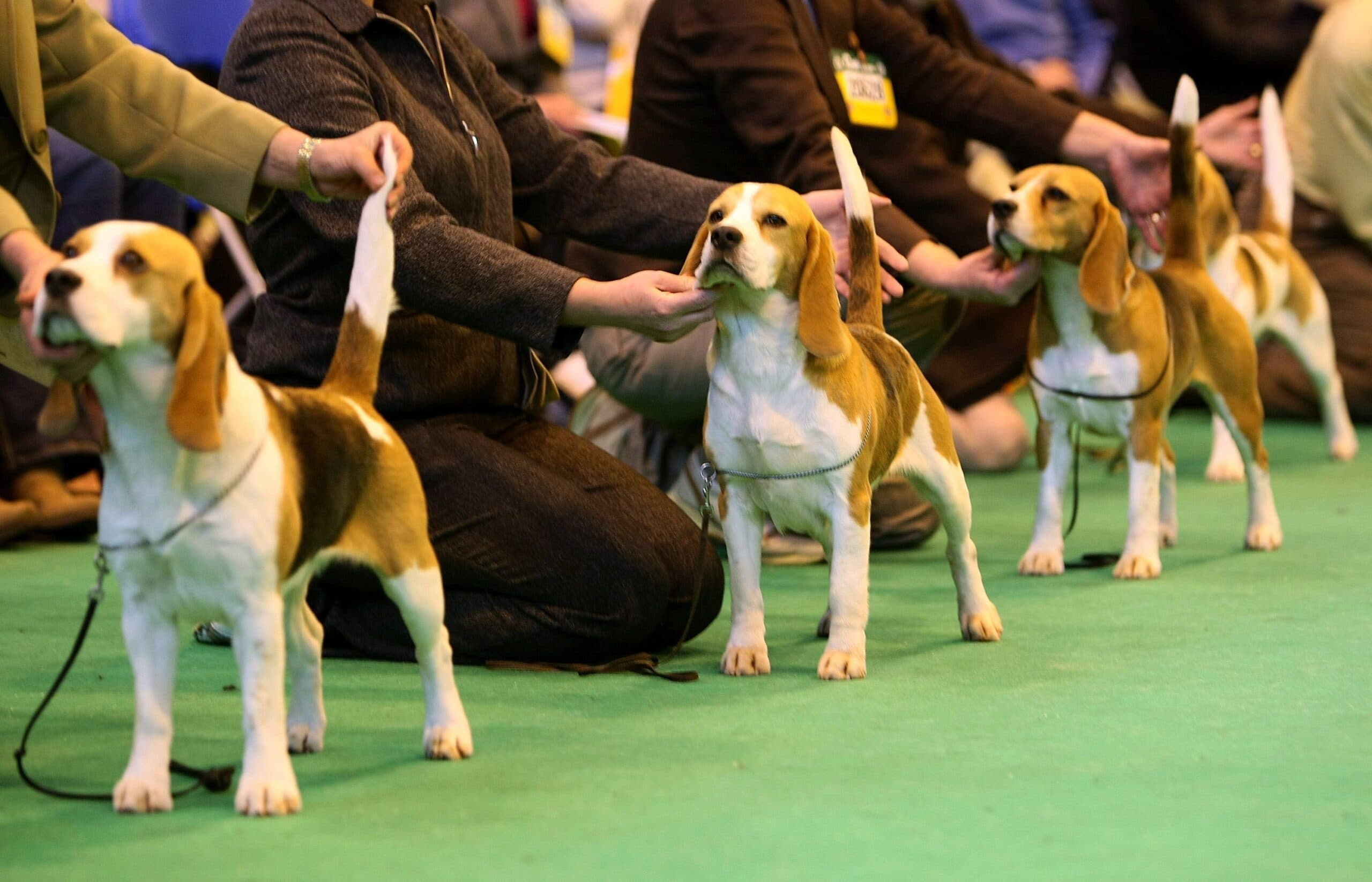 SCIENCE CITY TO HOST CANINE BIODIVERSITY SHOW ON FEB 4
