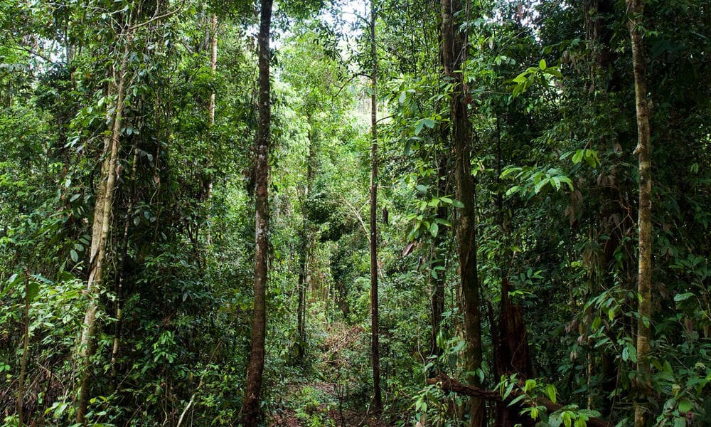 इंडोनेशिया को नए साल में मिल जाएगी नई राजधानी EAST KALIMANTAN