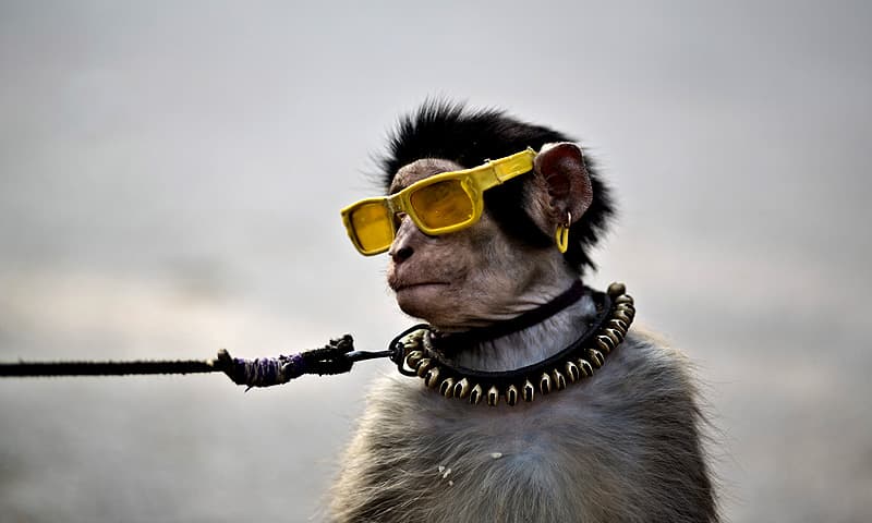 रिसर्च प्रकाशित : पाकिस्तान के नाचने वाले बंदरों में तनाव बहुत ज़्यादा, फुटपाथों-सड़क के किनारे नृत्य का स्ट्रेस